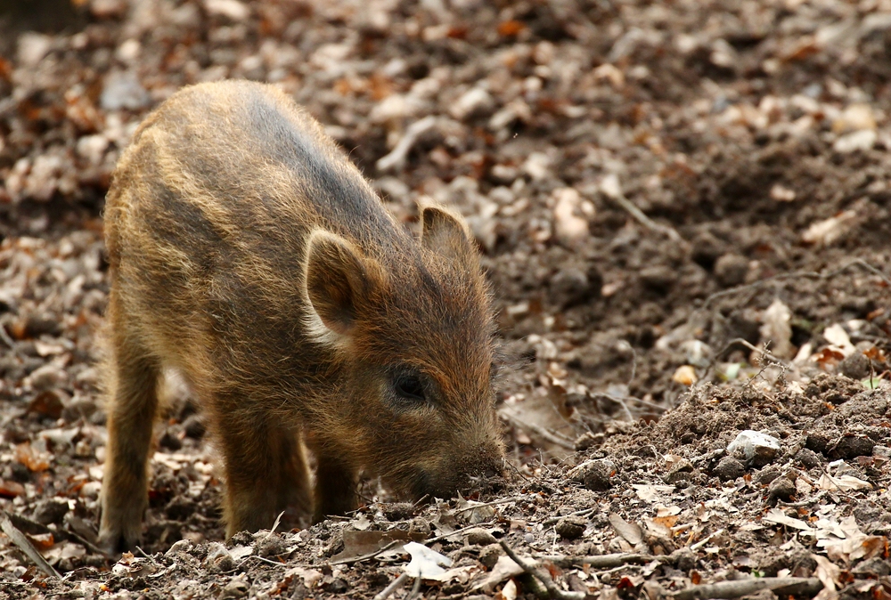 Wie ein Großer... Foto &amp; Bild | tiere, zoo, wildpark &amp; falknerei ...
