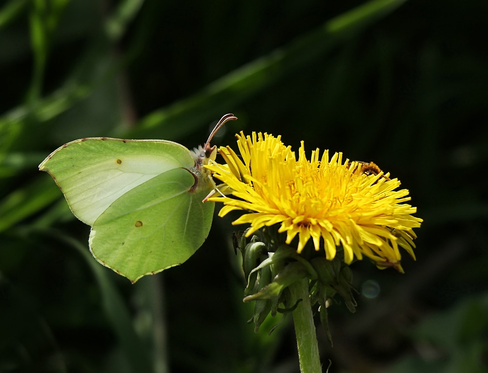 Wie ein grünliches Blatt...