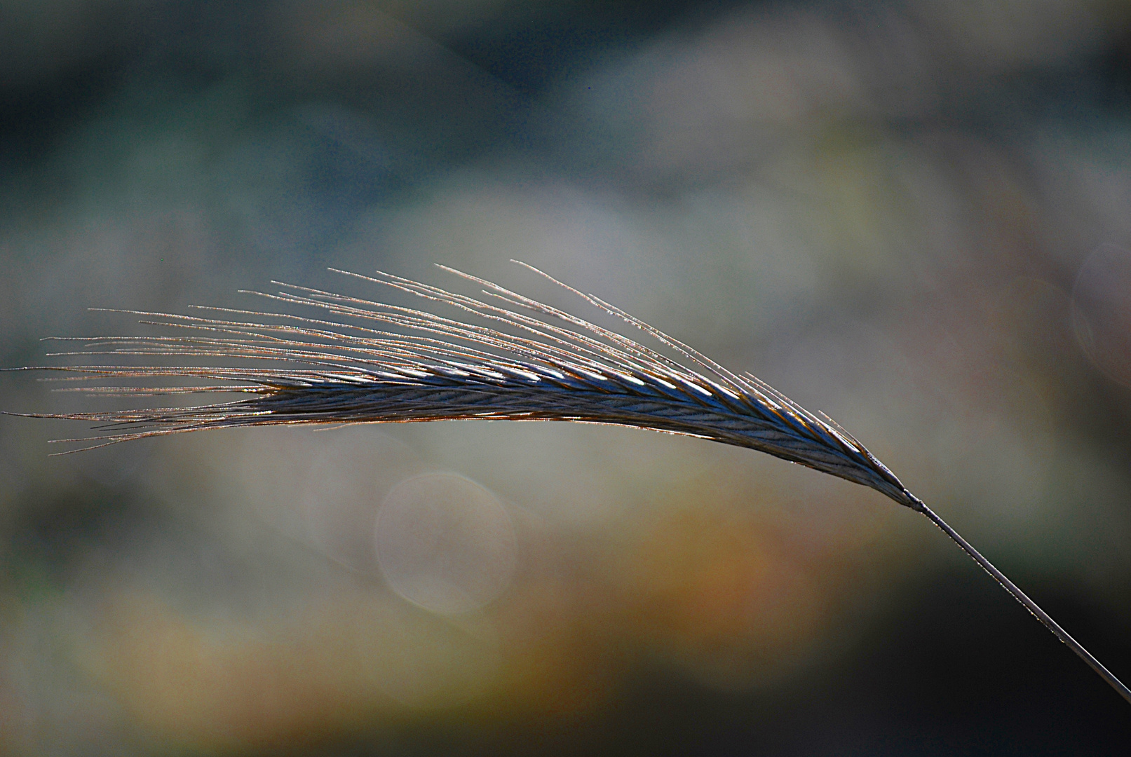 Wie ein Halm im Wind...