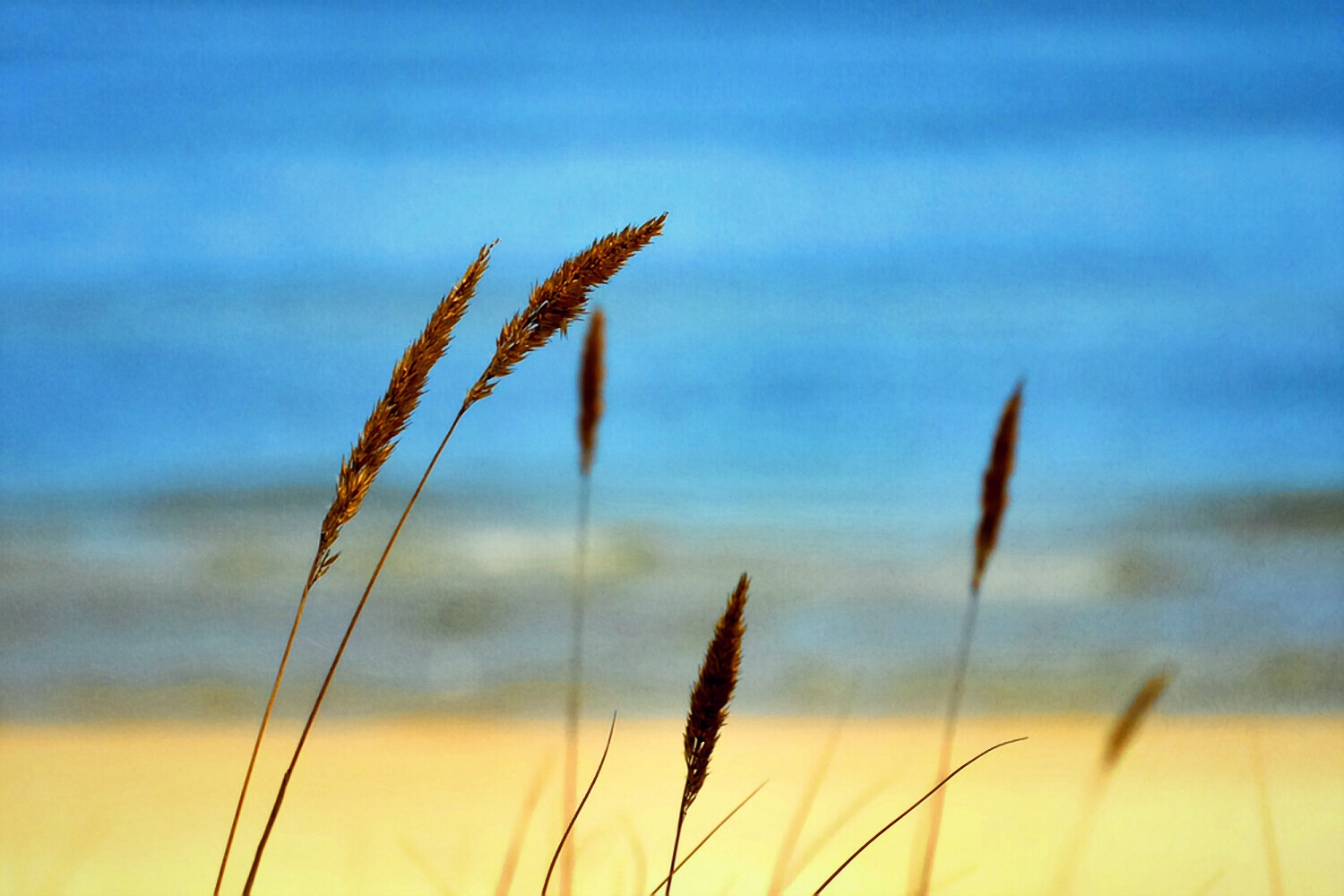 Wie ein Halm im Wind