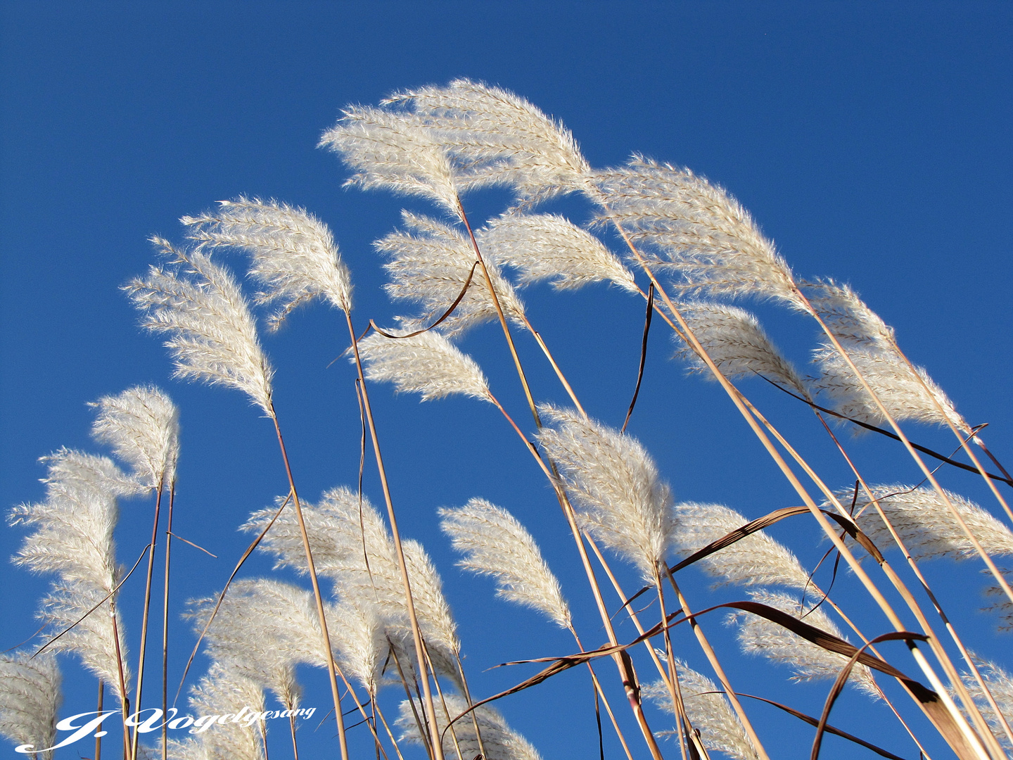 Wie ein Halm im Wind