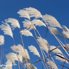 Wie ein Halm im Wind