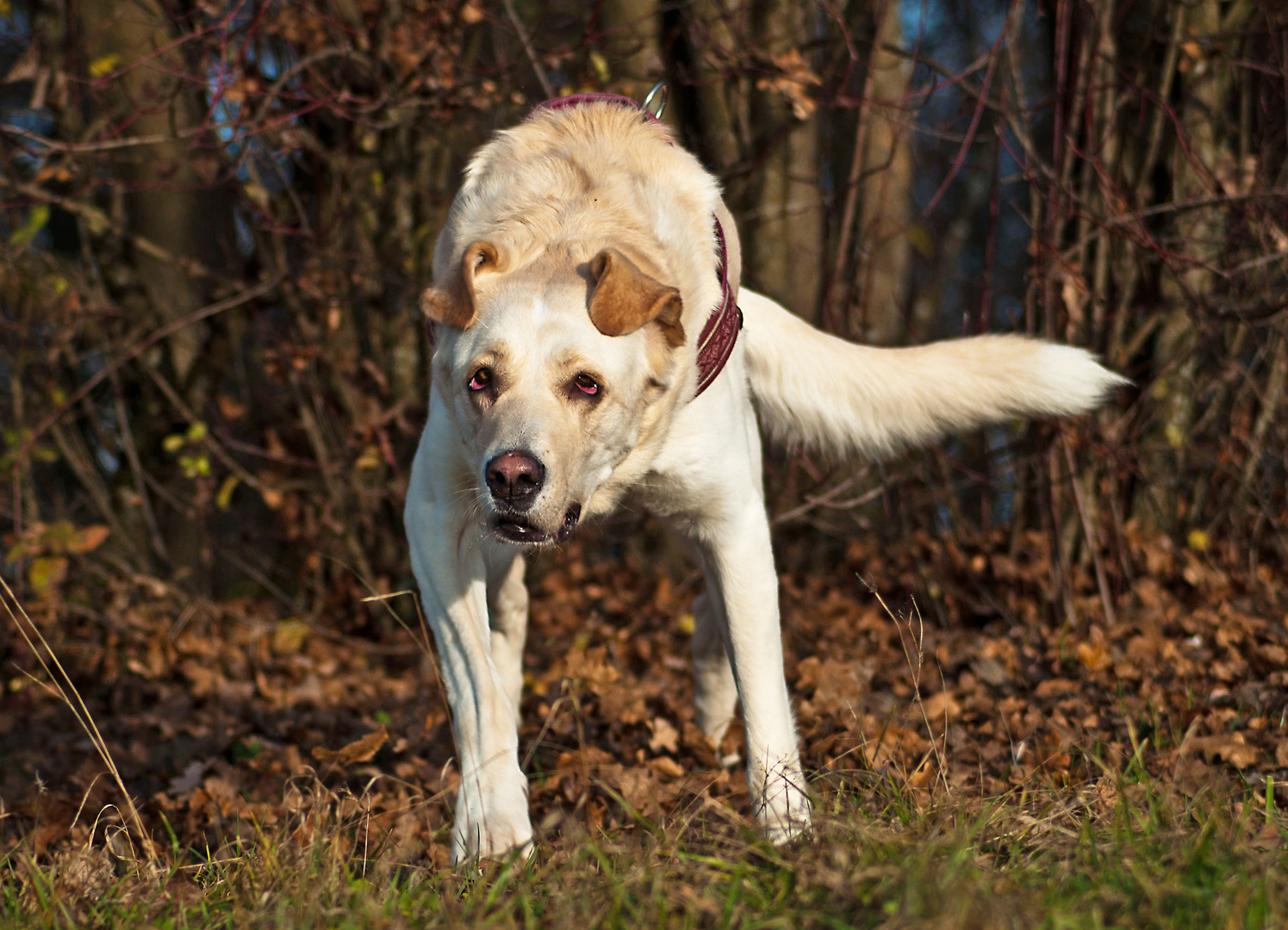 Wie ein Höllenhund....