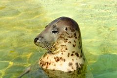 Wie ein Hund im Meer 1