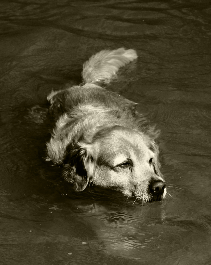 Wie ein Hund im Wasser