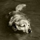 Wie ein Hund im Wasser