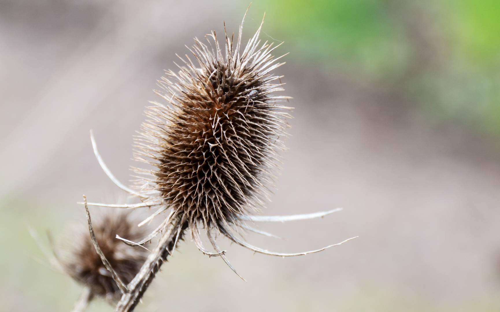 wie ein Igel