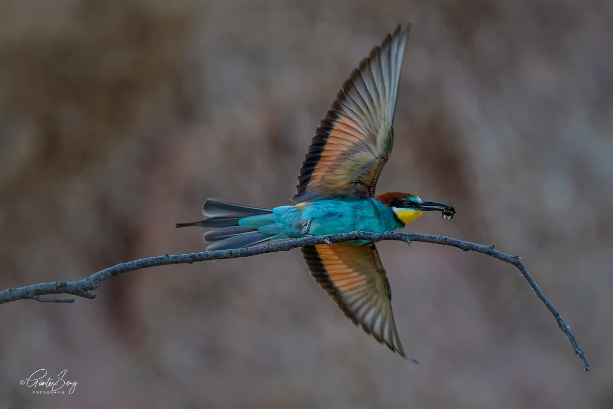 Wie ein Jagdflieger...