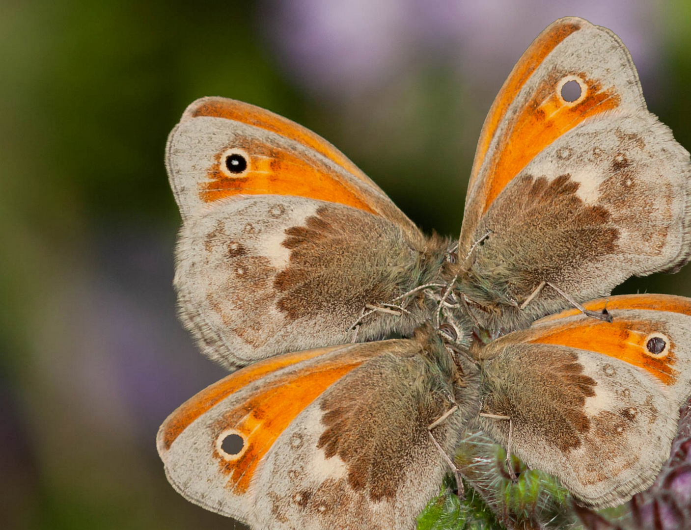 Wie ein Kleeblatt aus Schmetterlingen