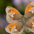 Wie ein Kleeblatt aus Schmetterlingen