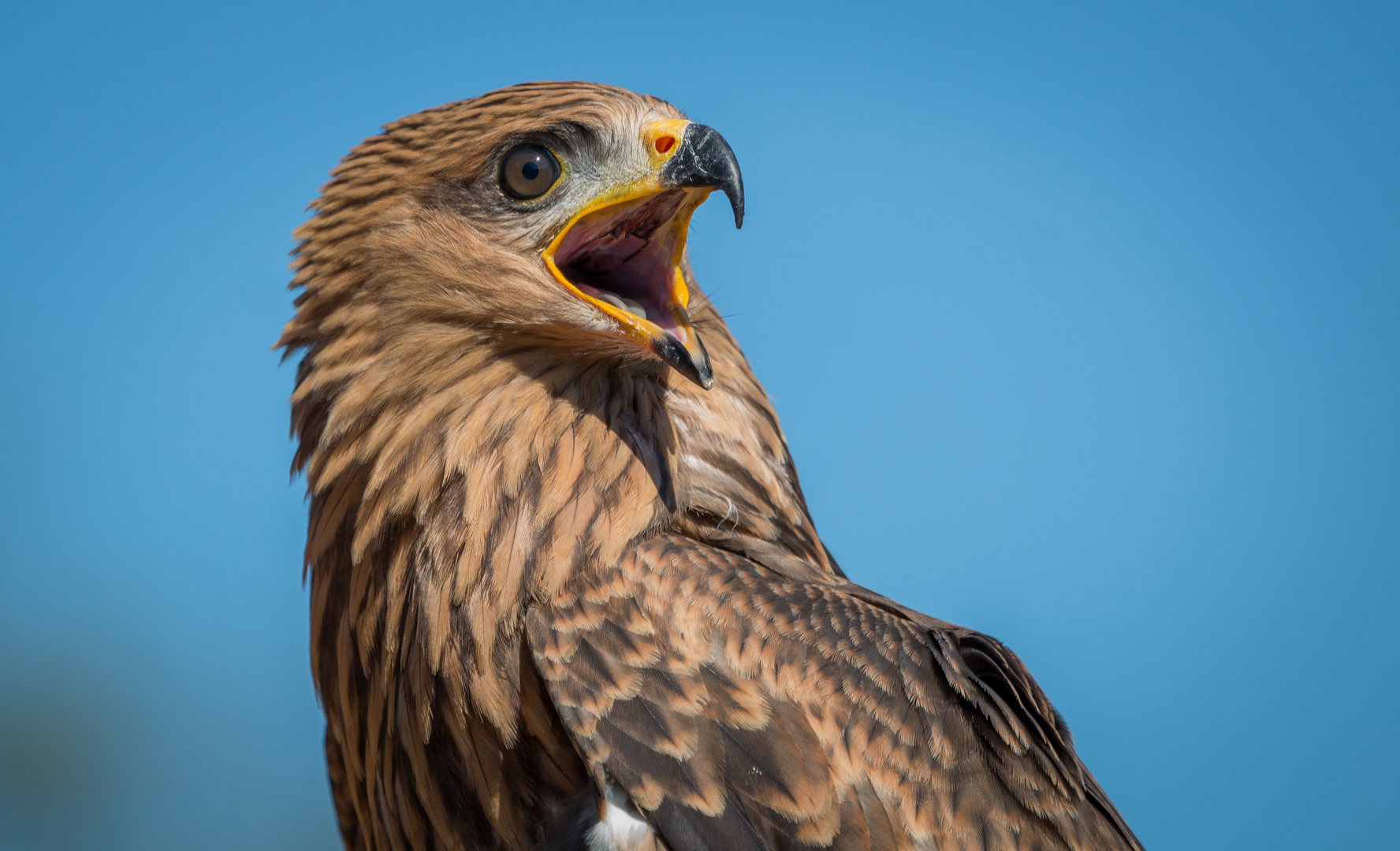 Wie ein kleiner Adler