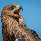 Wie ein kleiner Adler