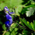 Wie ein kleiner blauer Kobolt