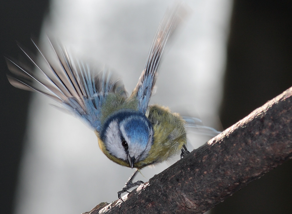 wie ein kleiner Kolibri