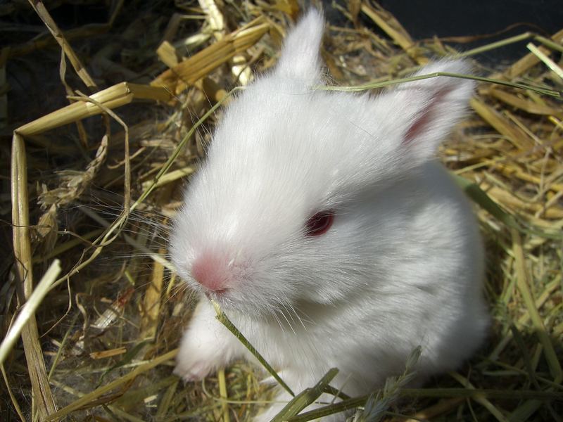 wie ein kleiner Osterhase