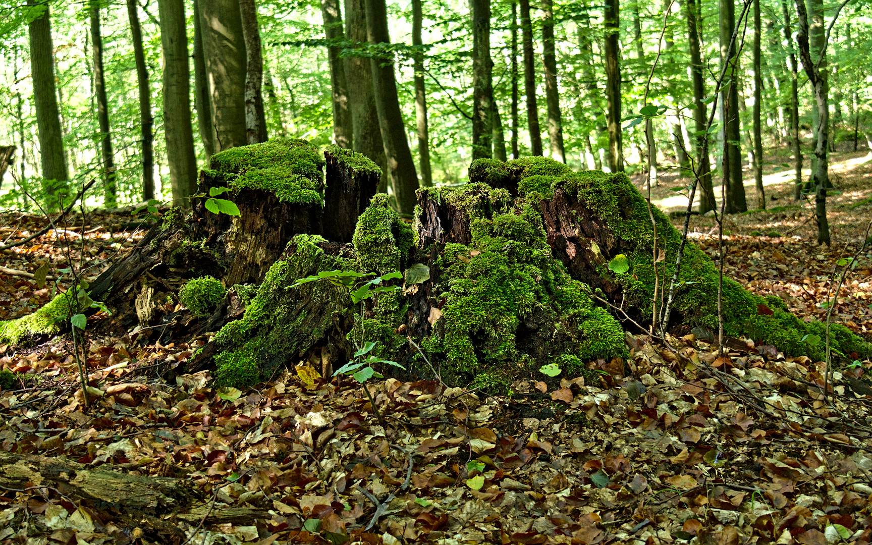 Wie ein kleines Gebirge