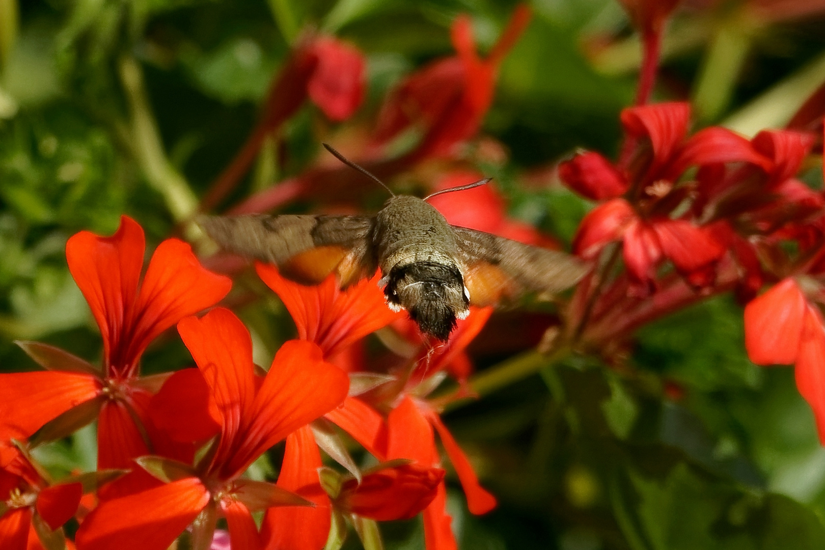 Wie ein Kolibri...