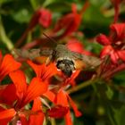 Wie ein Kolibri...