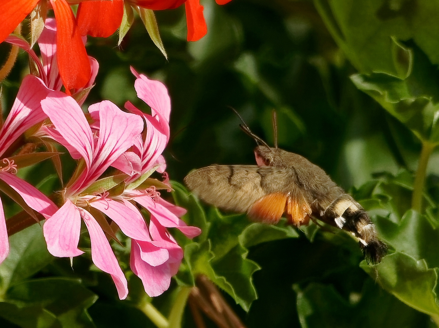 Wie ein Kolibri...