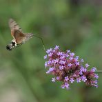 wie ein  Kolibri..