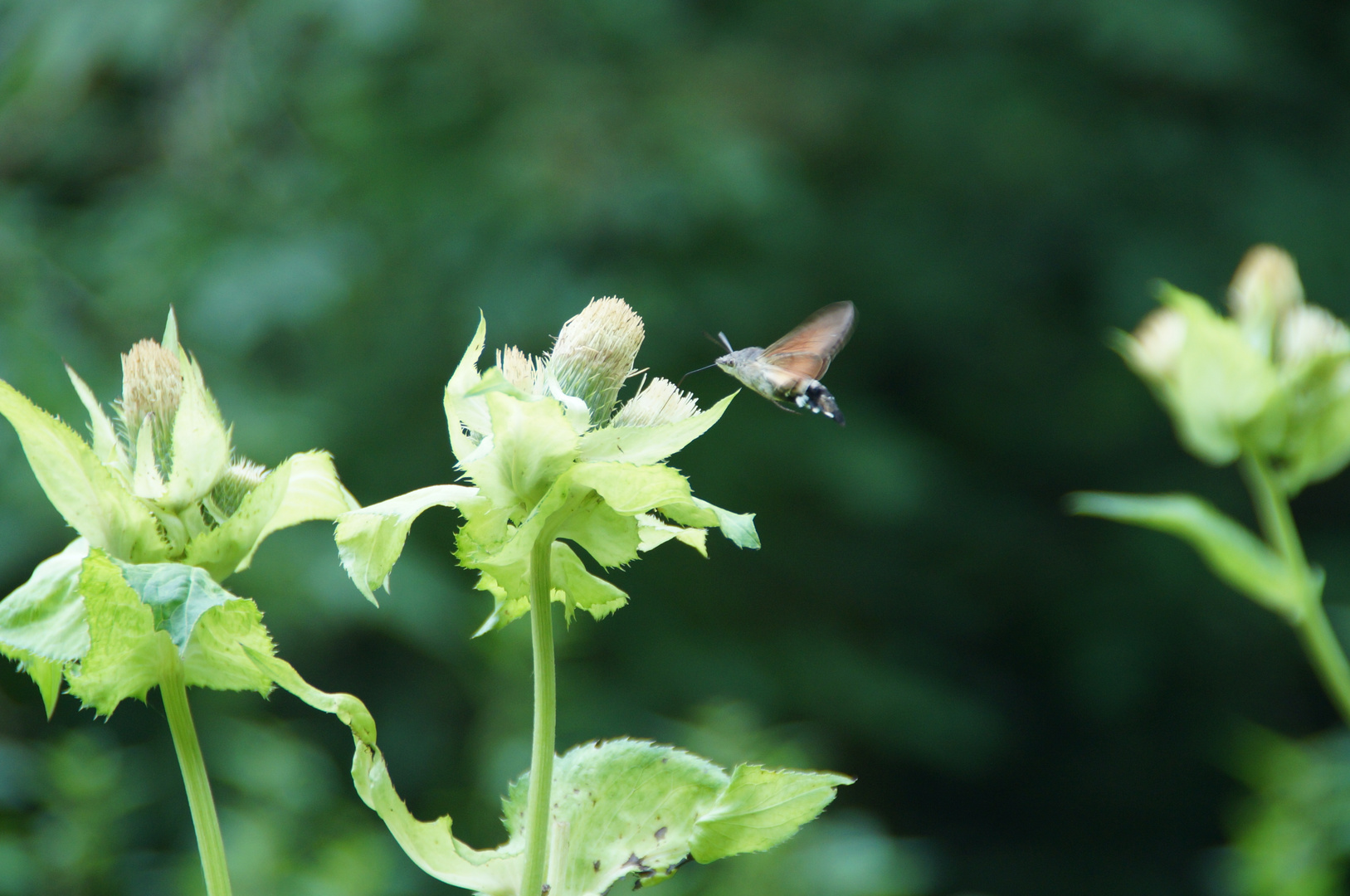 Wie ein Kolibri