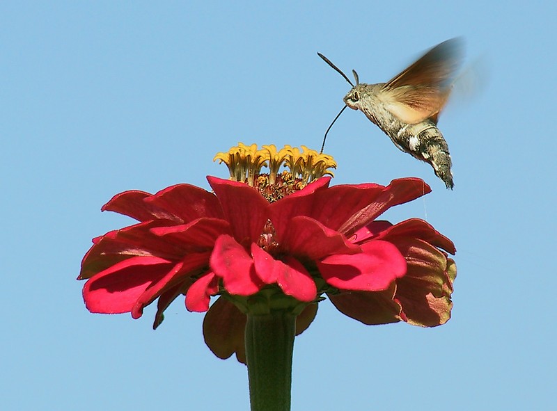 Wie ein Kolibri...