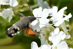 Wie ein Kolibri