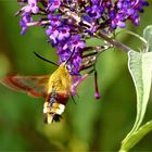 Wie ein Kolibri