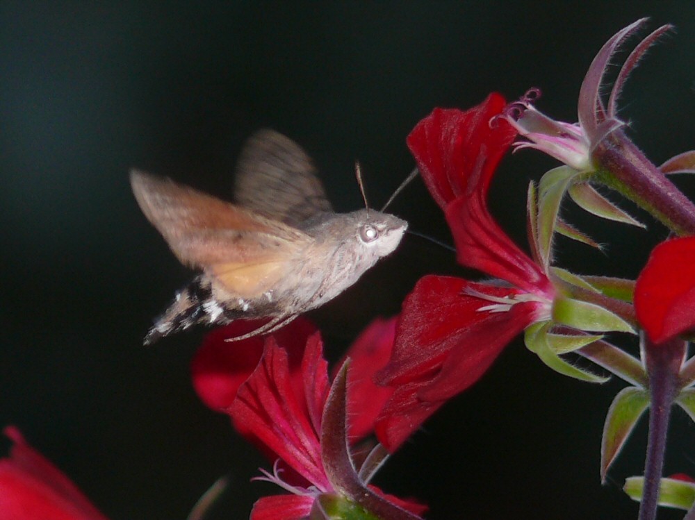 Wie ein Kolibri....