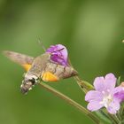 wie ein Kolibri ...