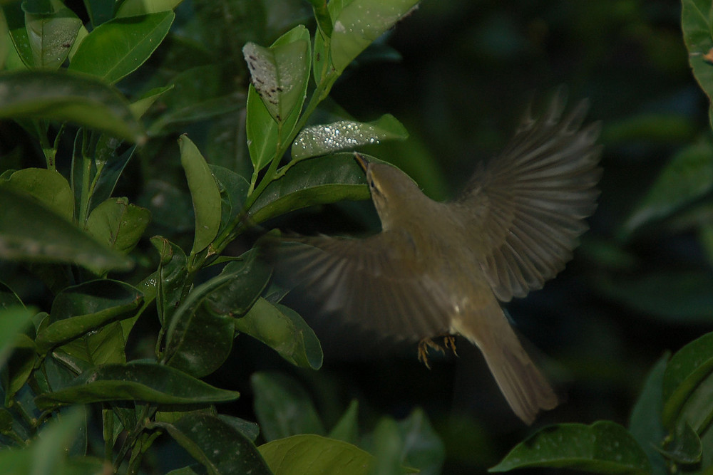 Wie ein Kolibri