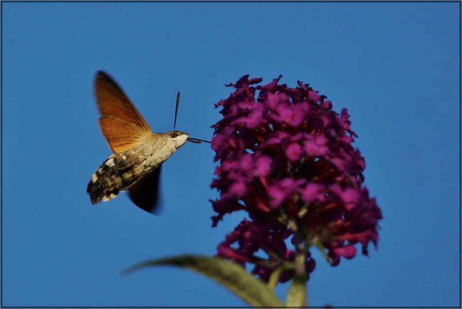 Wie ein Kolibri.....