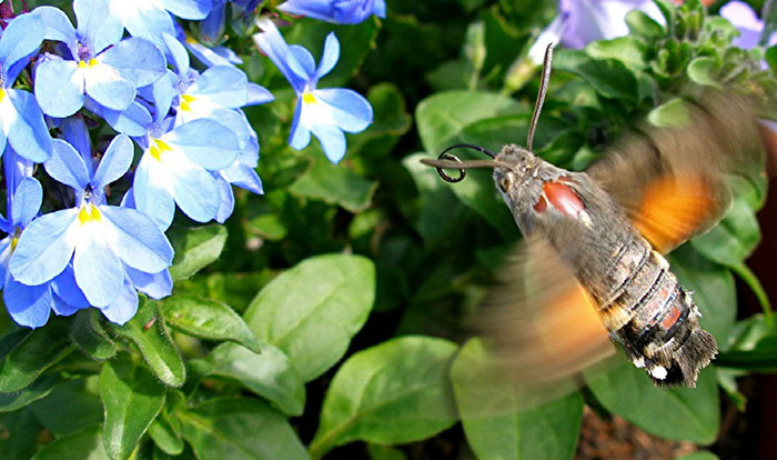 Wie ein Kolibri