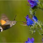 Wie ein Kolibri