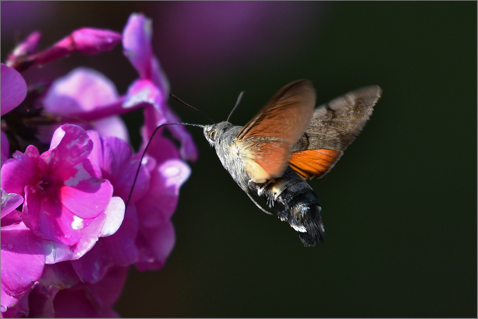 Wie ein Kolibri   . . .