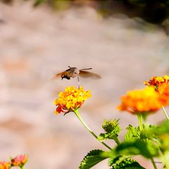 wie ein Kolibri... Taubenschwänzchen an Wandelröschen