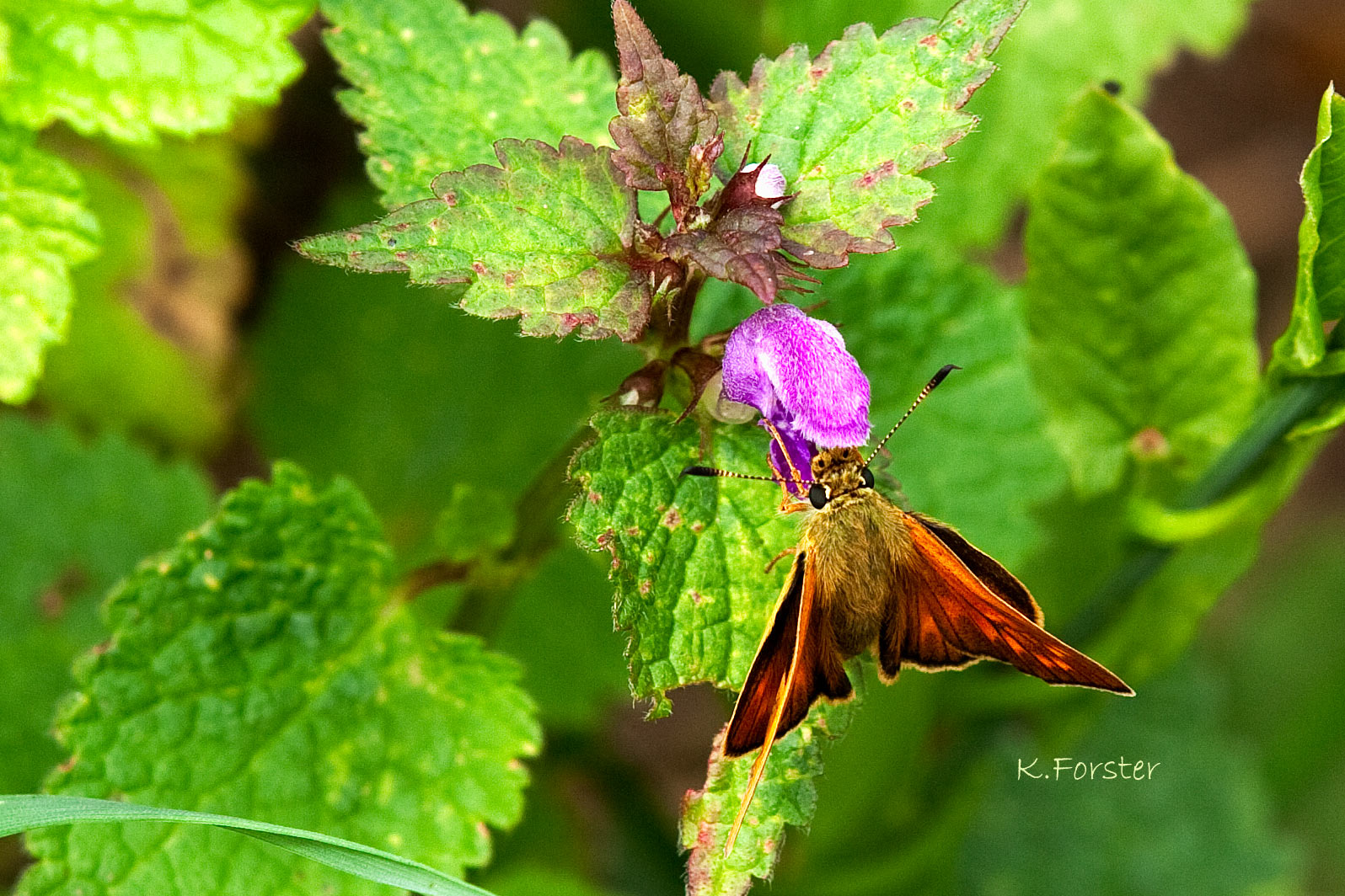 Wie ein Kolibri vor der Blüte