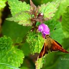 Wie ein Kolibri vor der Blüte