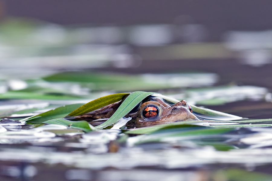 Wie ein Krokodil...