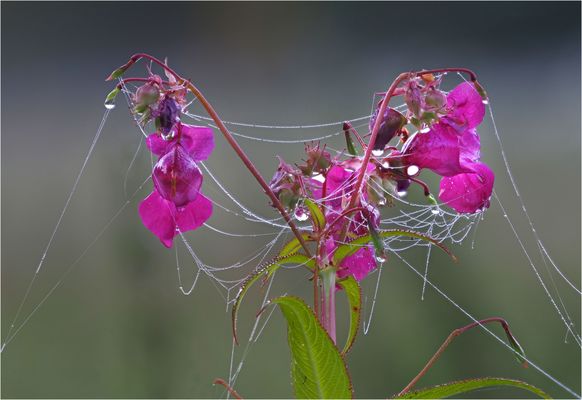 Wie ein Kronleuchter.....