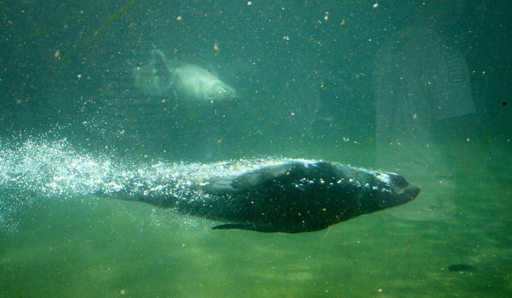 wie ein lebendes Torpedo