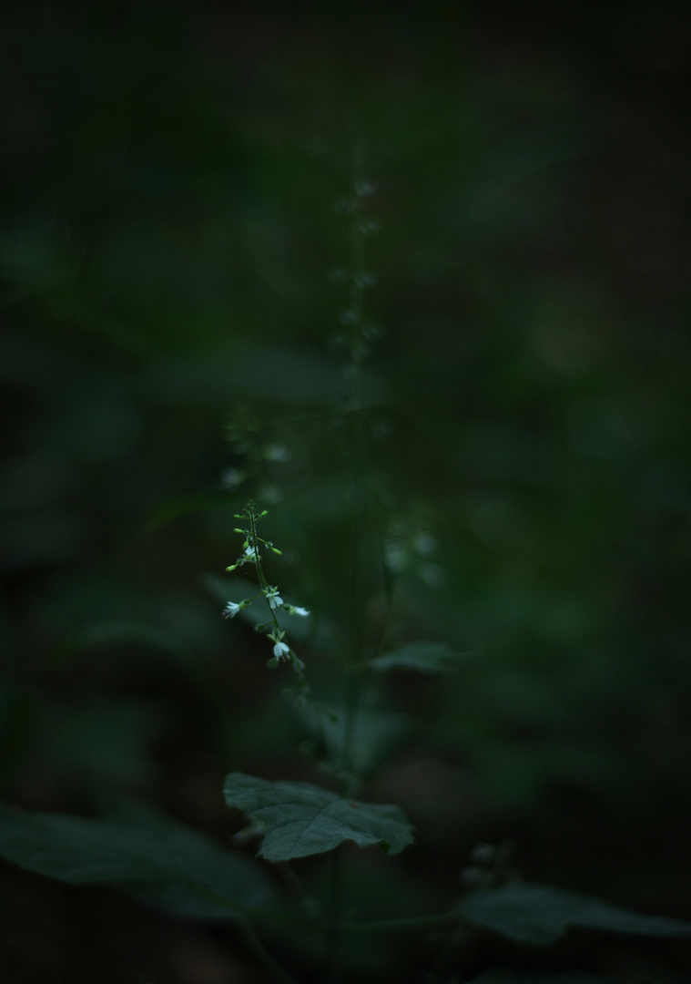 Wie ein Licht in der Nacht 