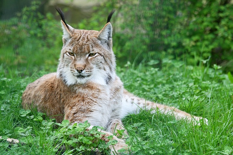 Wie ein Luchs!