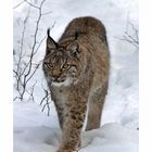 Wie ein Luchs