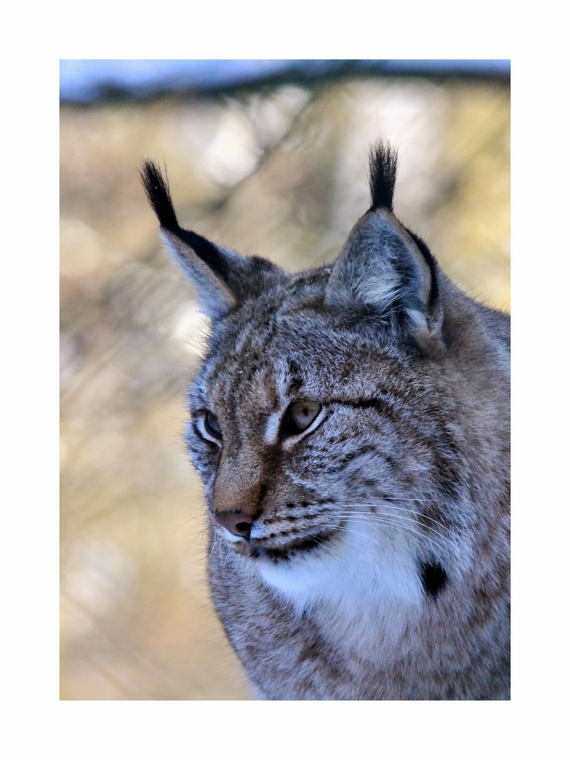 Wie ein Luchs