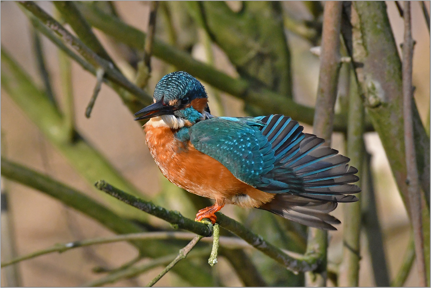 Wie ein "Paradiesvogel"   . . .