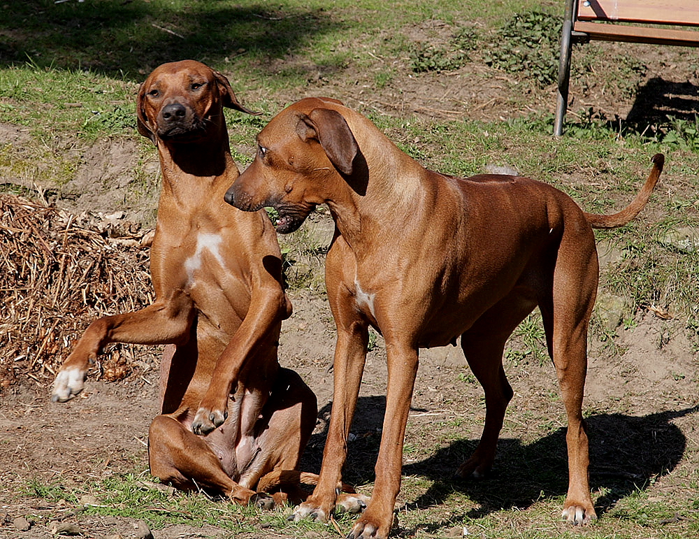 Wie ein Rhodesien Ridgeback sich auf seinen Klavierauftritt vorbereitet