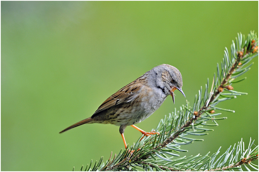 Wie ein Rohrspatz