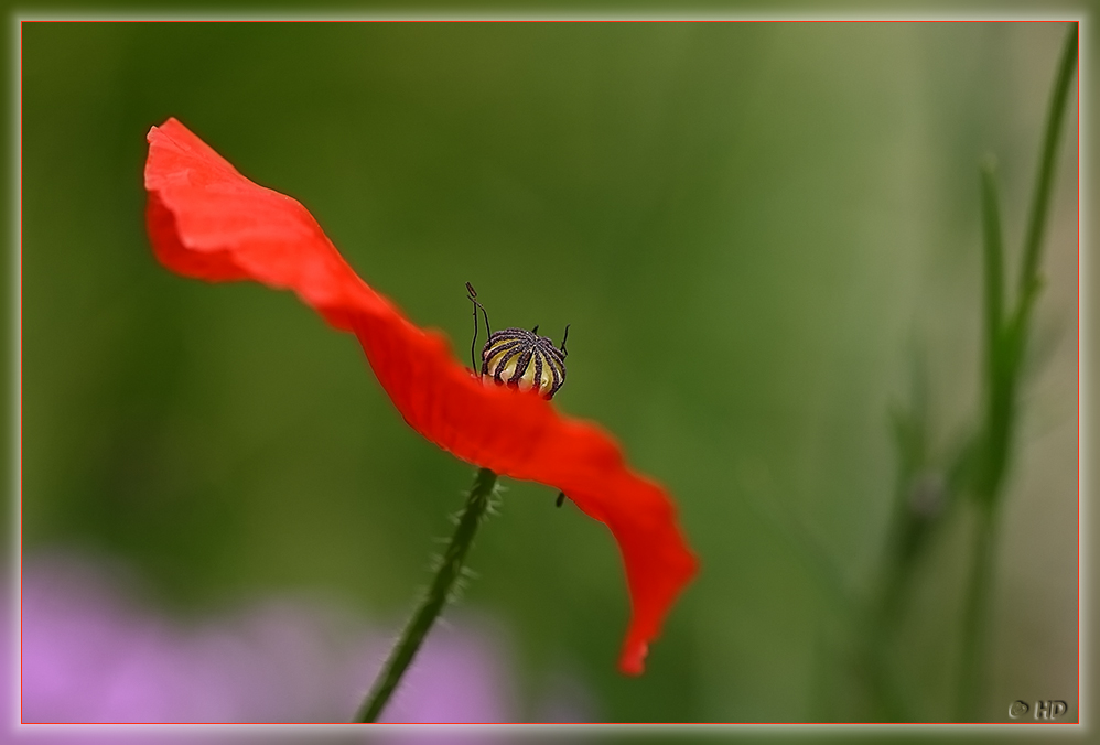 wie ein rotes Tuch