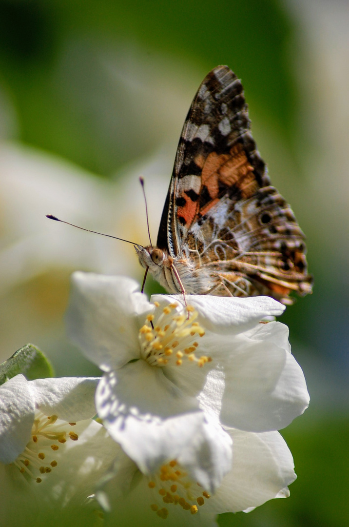 Wie ein Schmetterling 